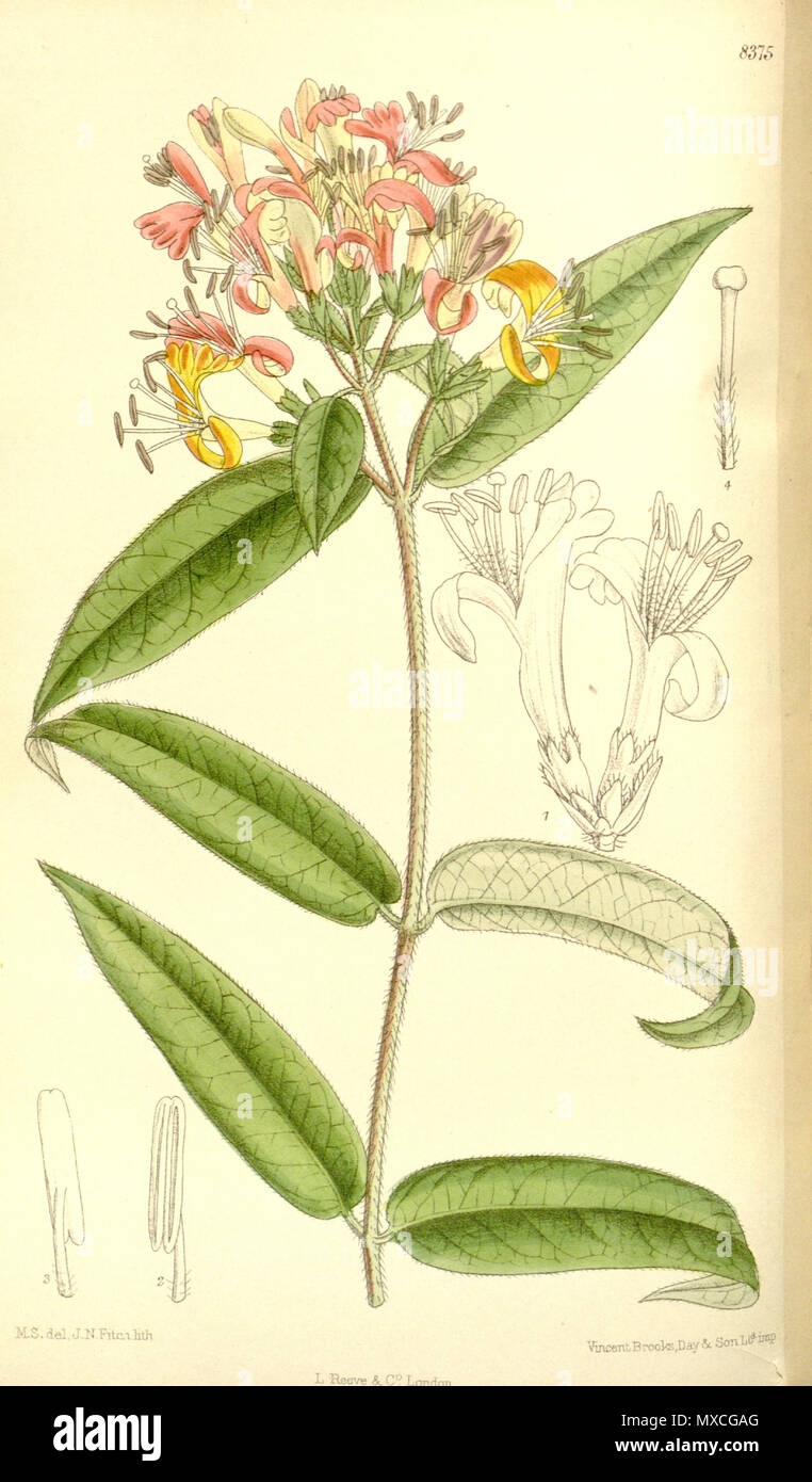 . Lonicera henryi (= Lonicera acuminata), Caprifoliaceae . 1911. M.S. del., J.N.Fitch lith. 376 Lonicera henryi 137-8375 Stock Photo