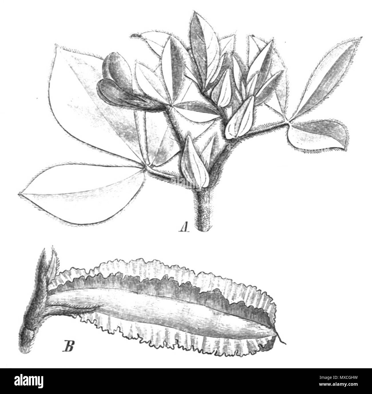 . Illustration from book . 1891. Paul Hermann Wilhelm Taubert (1862-1897) 377 Lotus tetragonolobus Taub114a Stock Photo