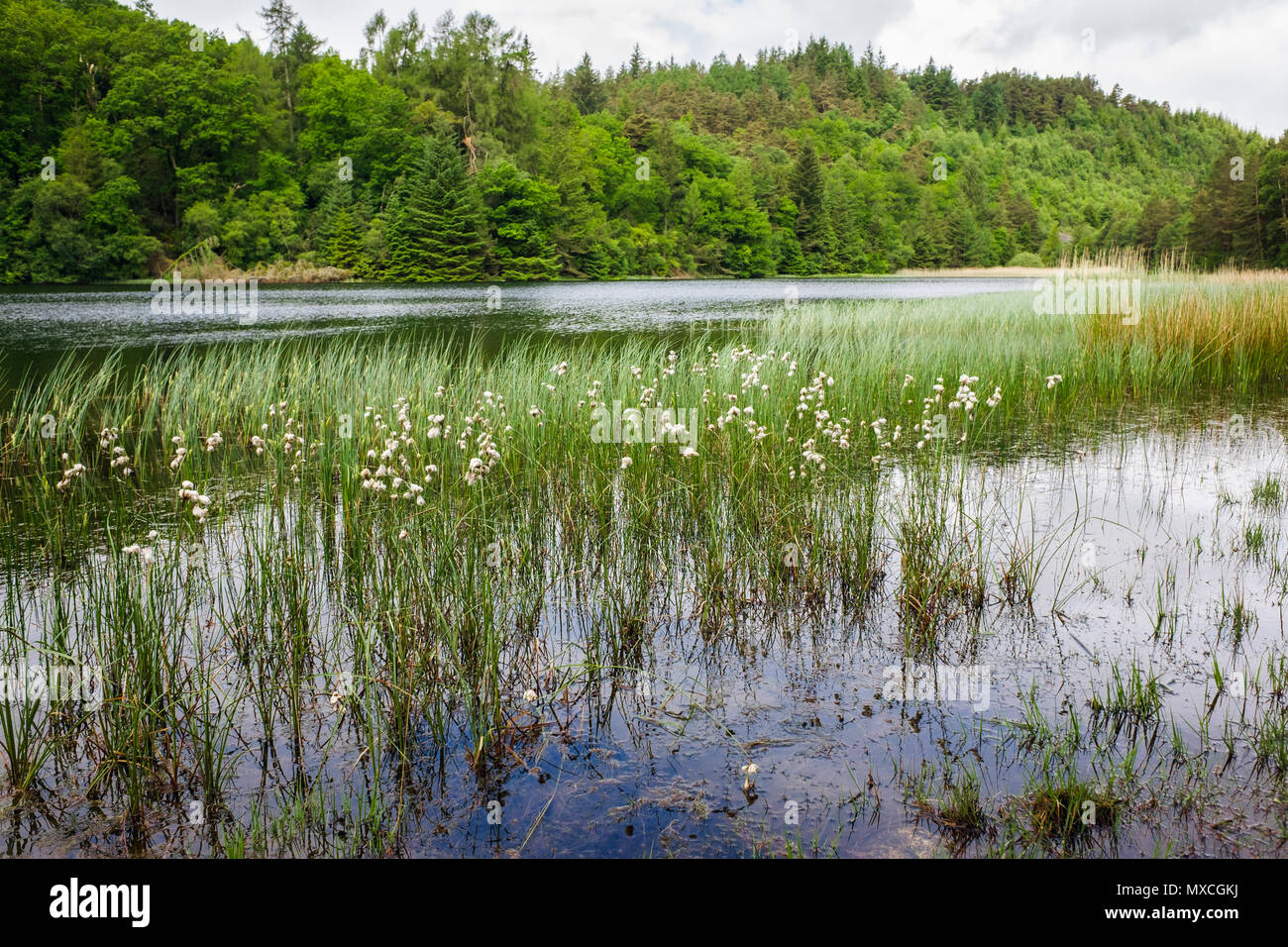 Common Bog CottonGrass Eriophorum angustifolium on waters edge of Llyn