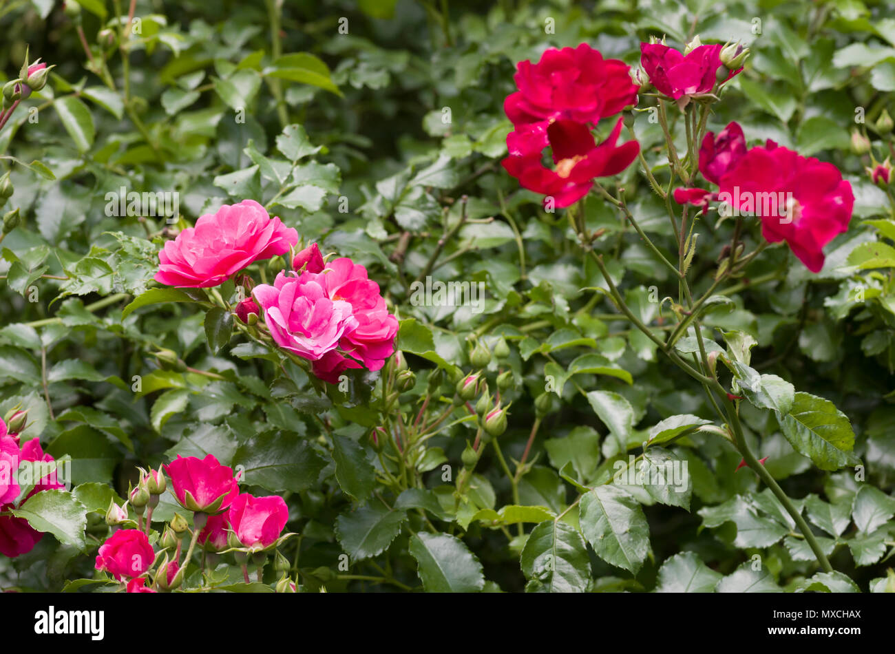 rose flowering bush seasonal backdrop Stock Photo Alamy