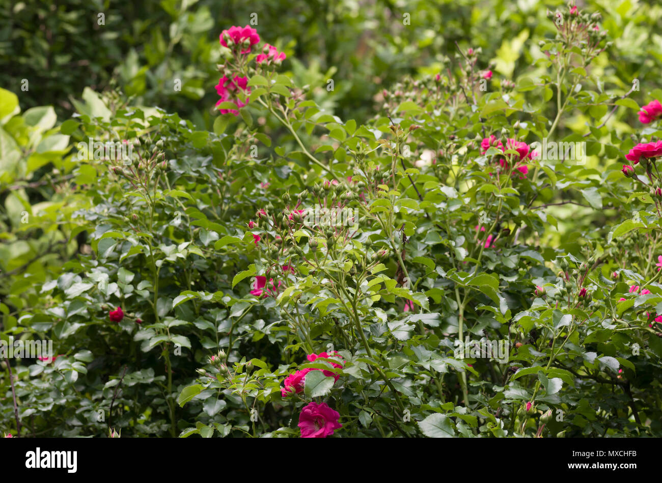 rose flowering bush seasonal backdrop Stock Photo Alamy