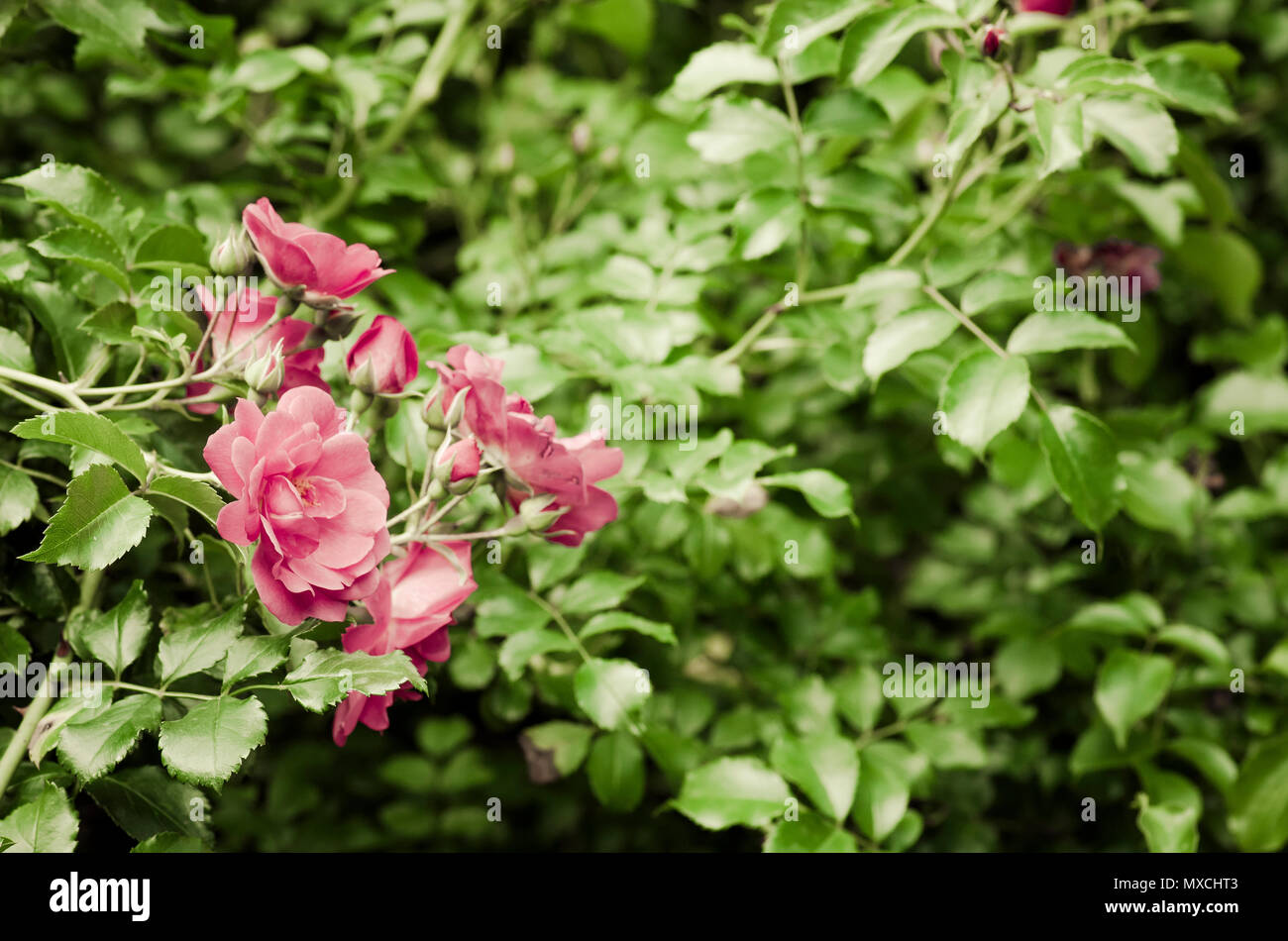 rose flowering bush seasonal backdrop Stock Photo Alamy