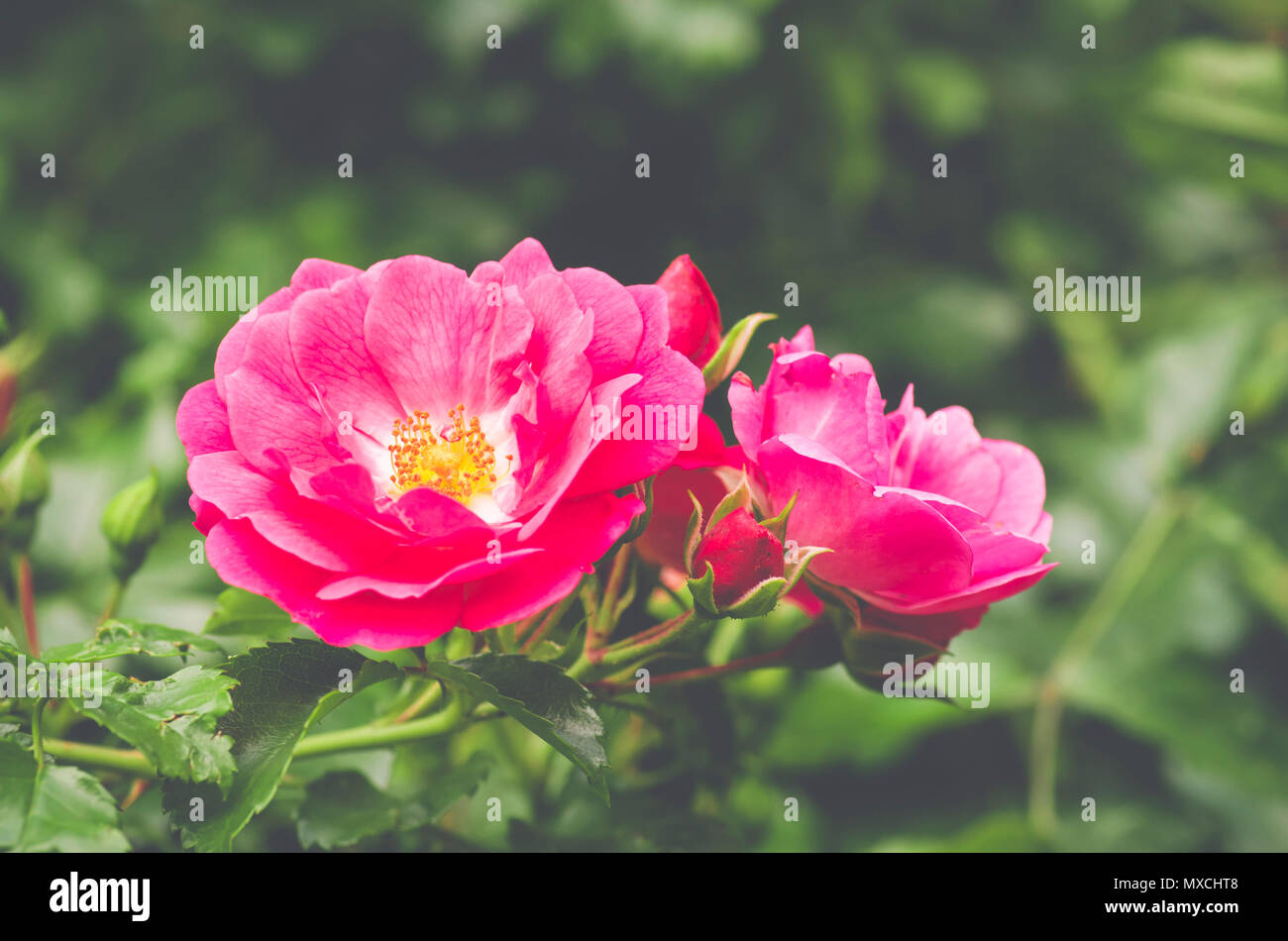 rose flowering bush seasonal backdrop Stock Photo Alamy