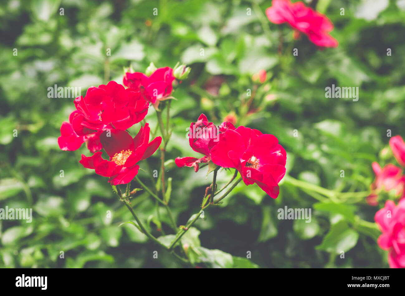 rose flowering bush seasonal backdrop Stock Photo Alamy