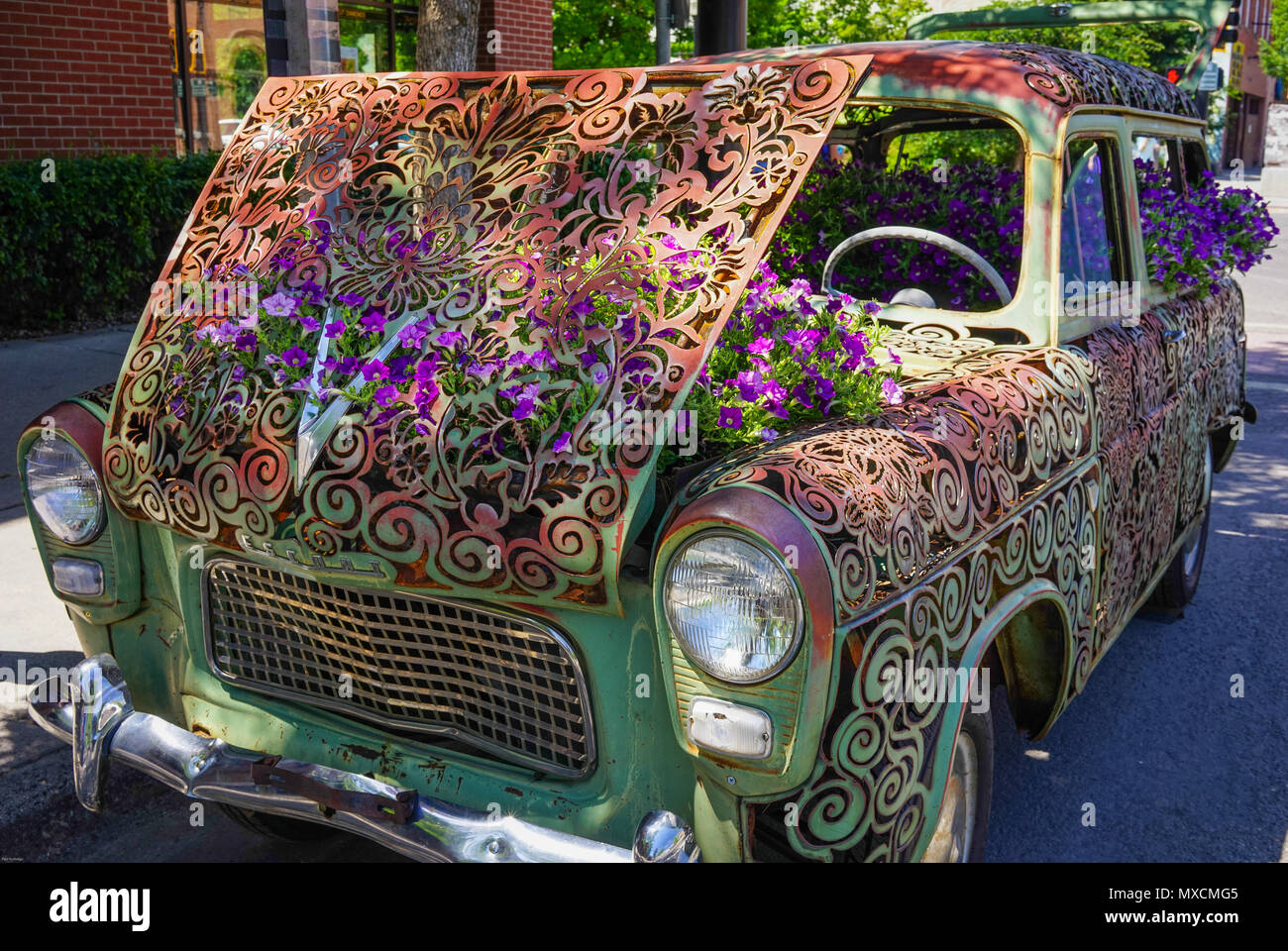 Downtown in Bozeman, Montana  saw this old car with floowers growing out of it. A piece of permanent art on the nain high street there. Stock Photo