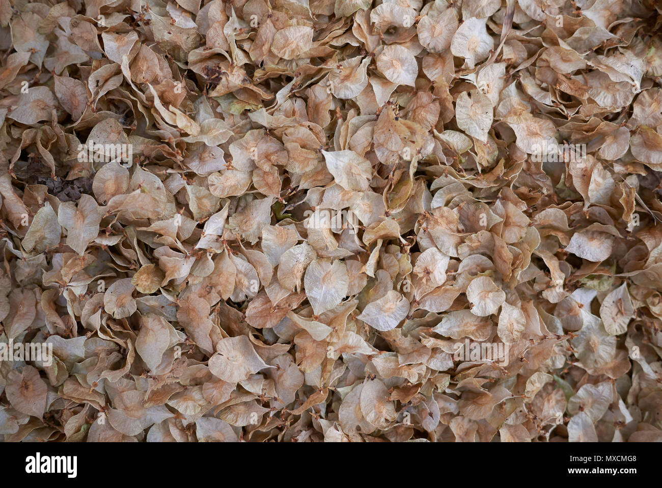 Ulmus seeds in Amsterdam Stock Photo