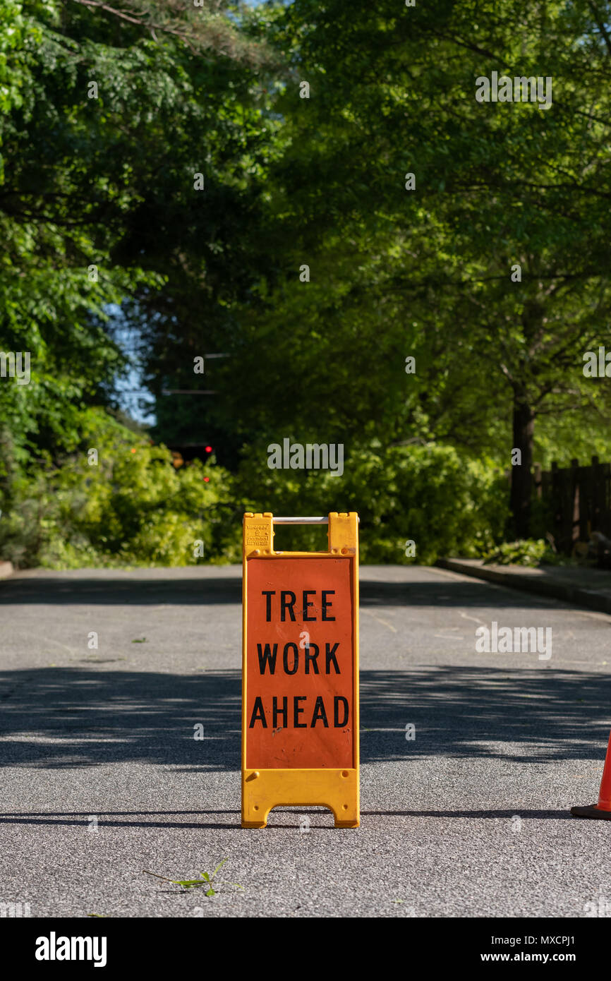 Tree Work Ahead with Copy Space Above through trees Stock Photo - Alamy