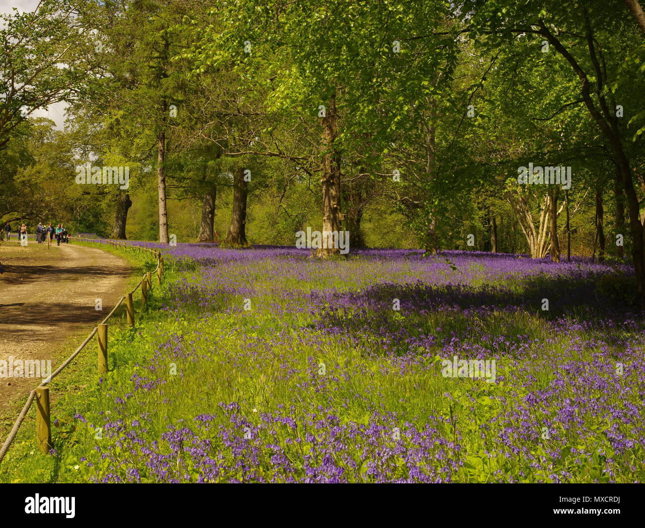 A Walk in the park, a pathway beside fields of bluebells, under the canopy of the trees, shading the bluebells from the strong sunlight. Stock Photo