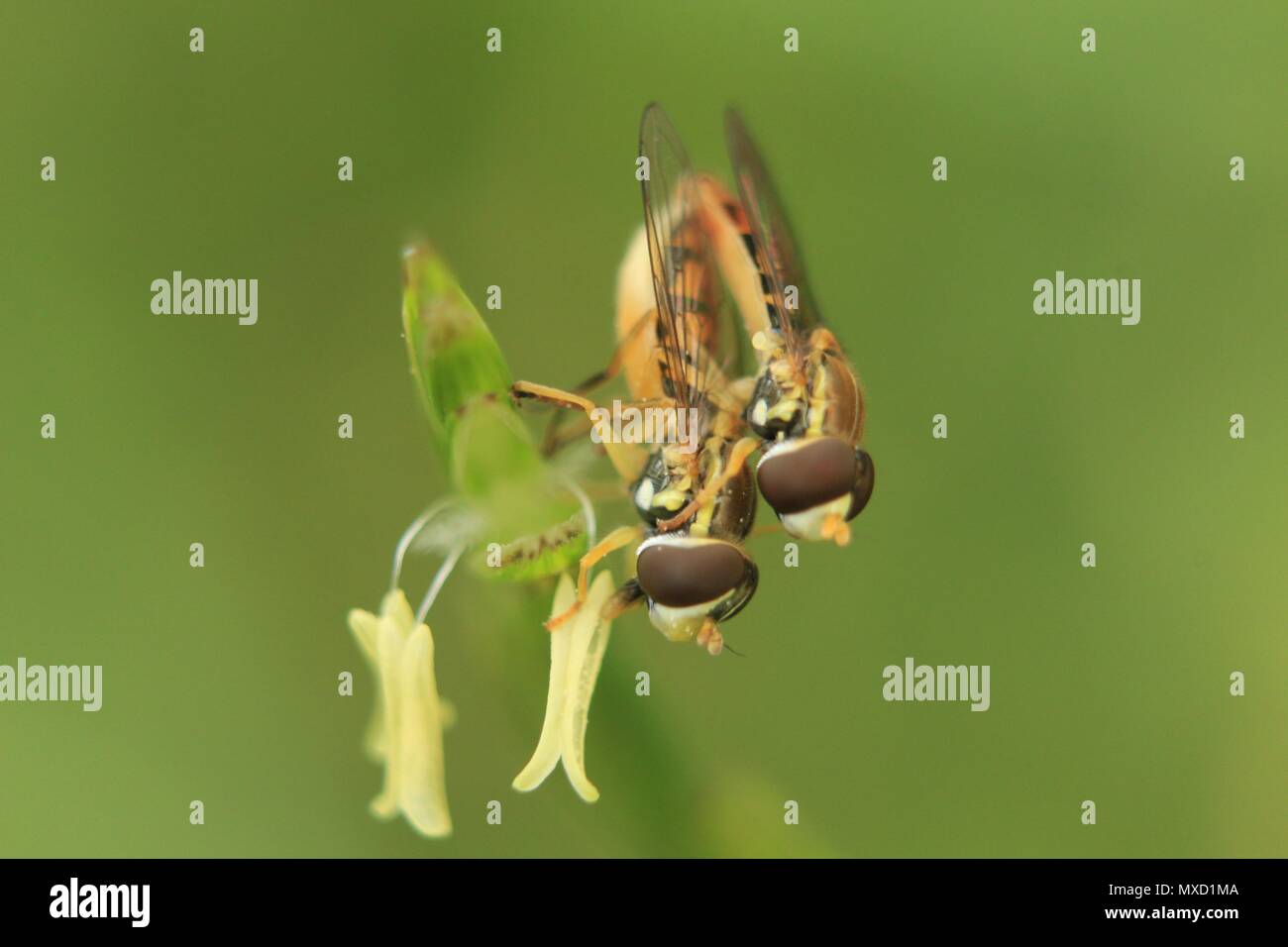 Tsetse fly hi-res stock photography and images - Alamy