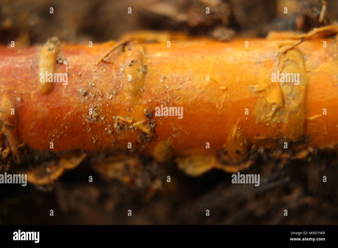 Pulpwood High Resolution Stock Photography and Images Alamy