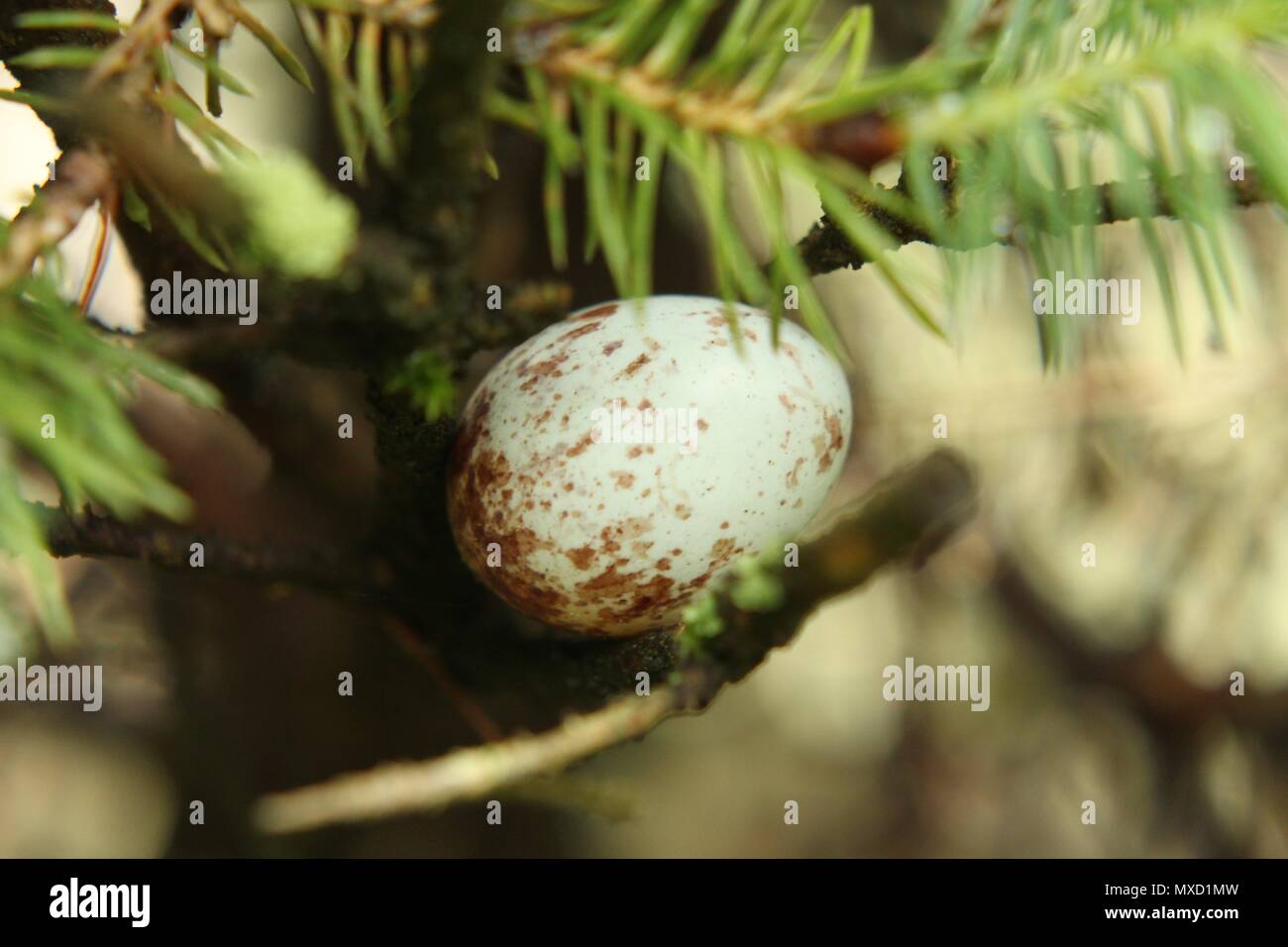 bird egg Stock Photo