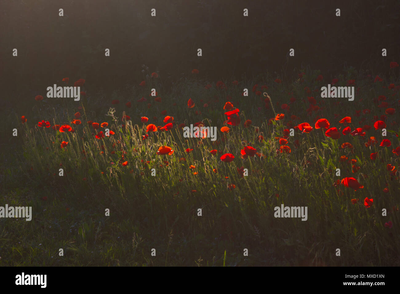 Red Poppies Black Field High Resolution Stock Photography and Images ...