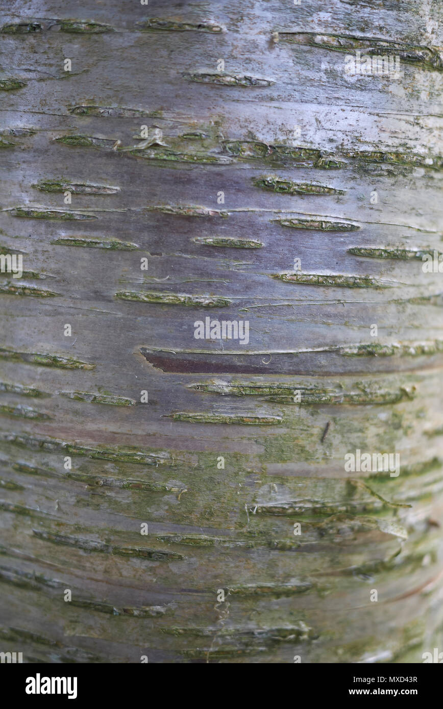 betula alleghaniensis britton bark Stock Photo