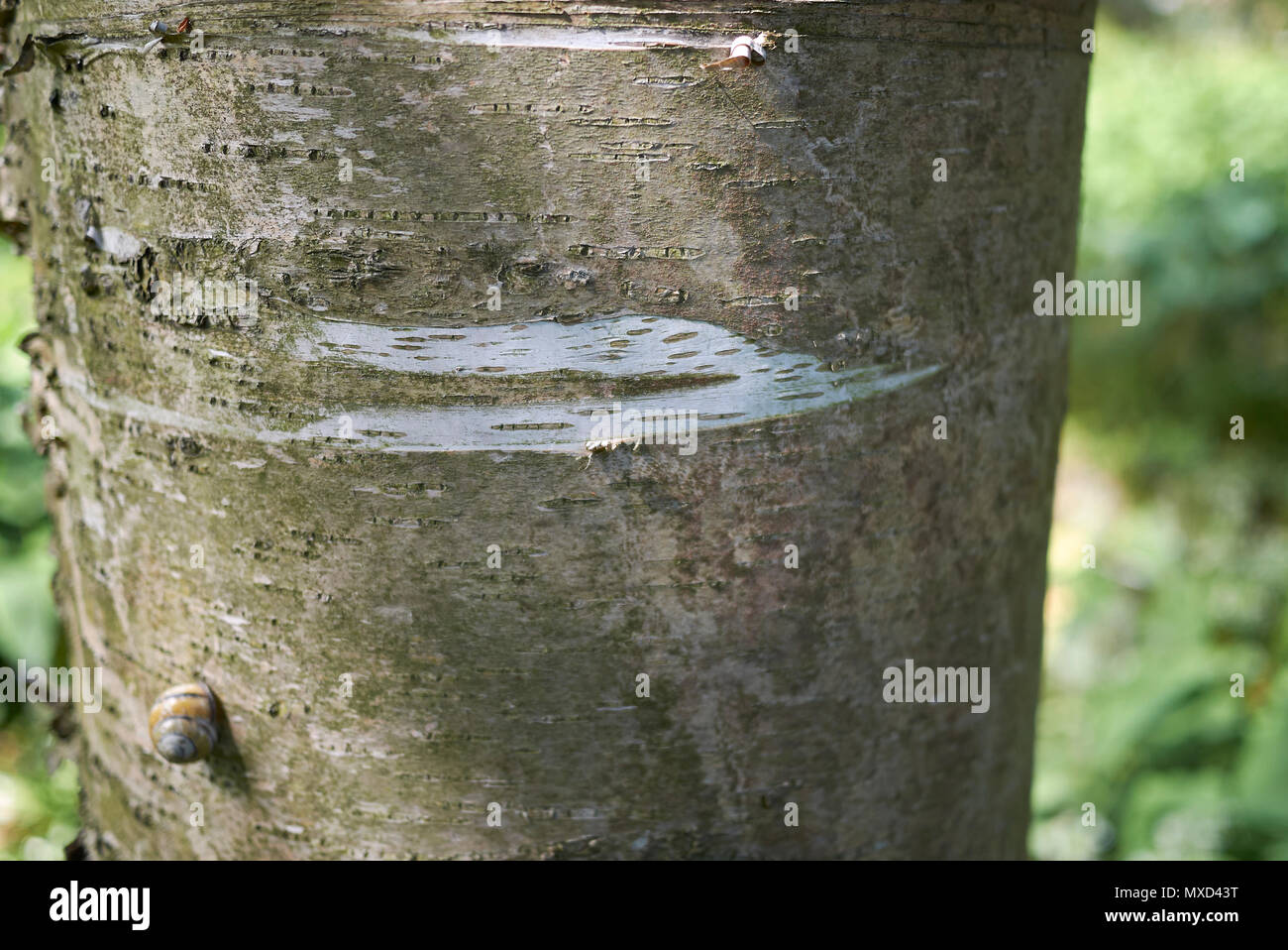 betula alleghaniensis britton bark Stock Photo