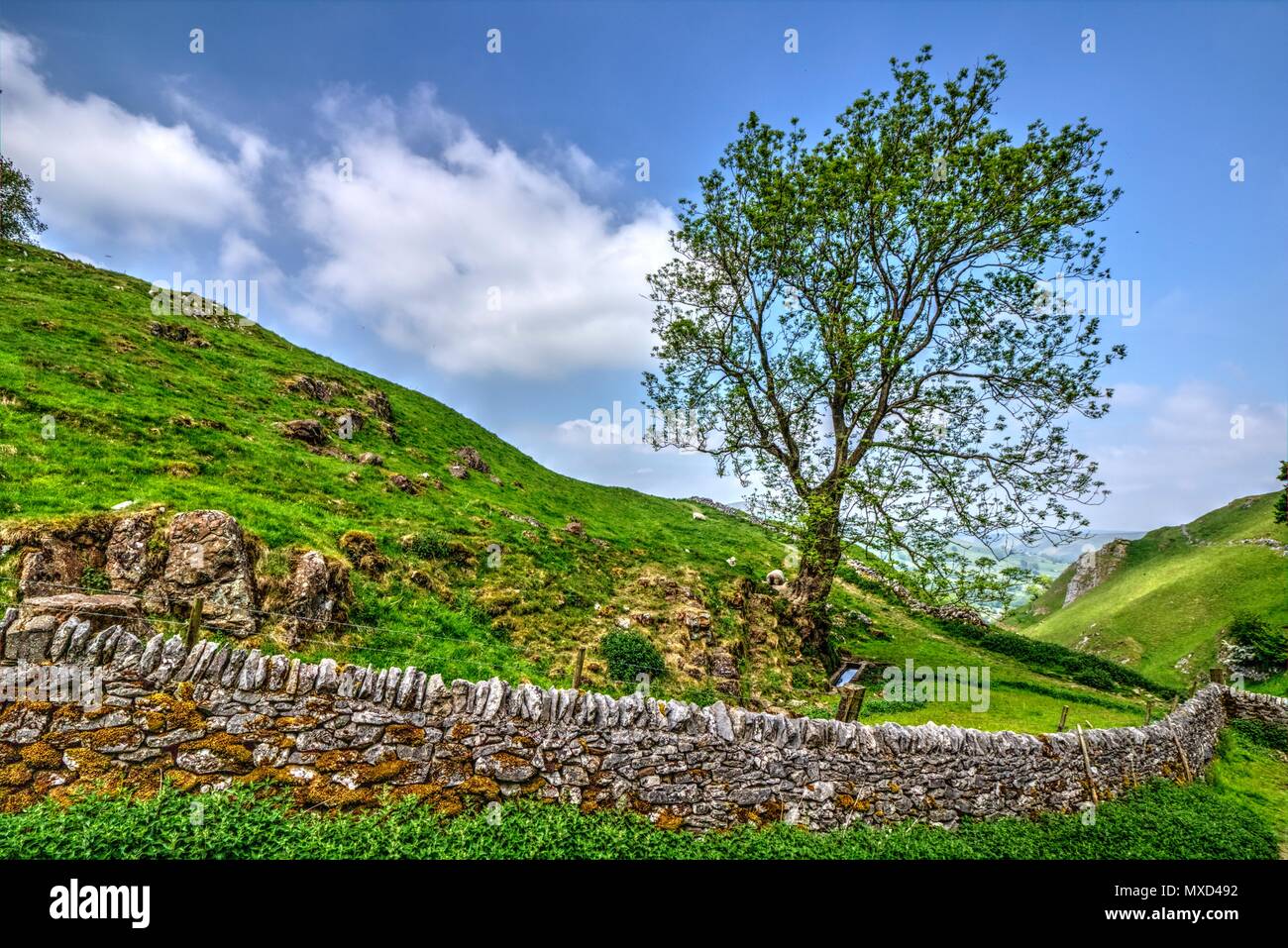 Lone Tree behind Stone Wall in Cavedale in the English Peak District Stock Photo