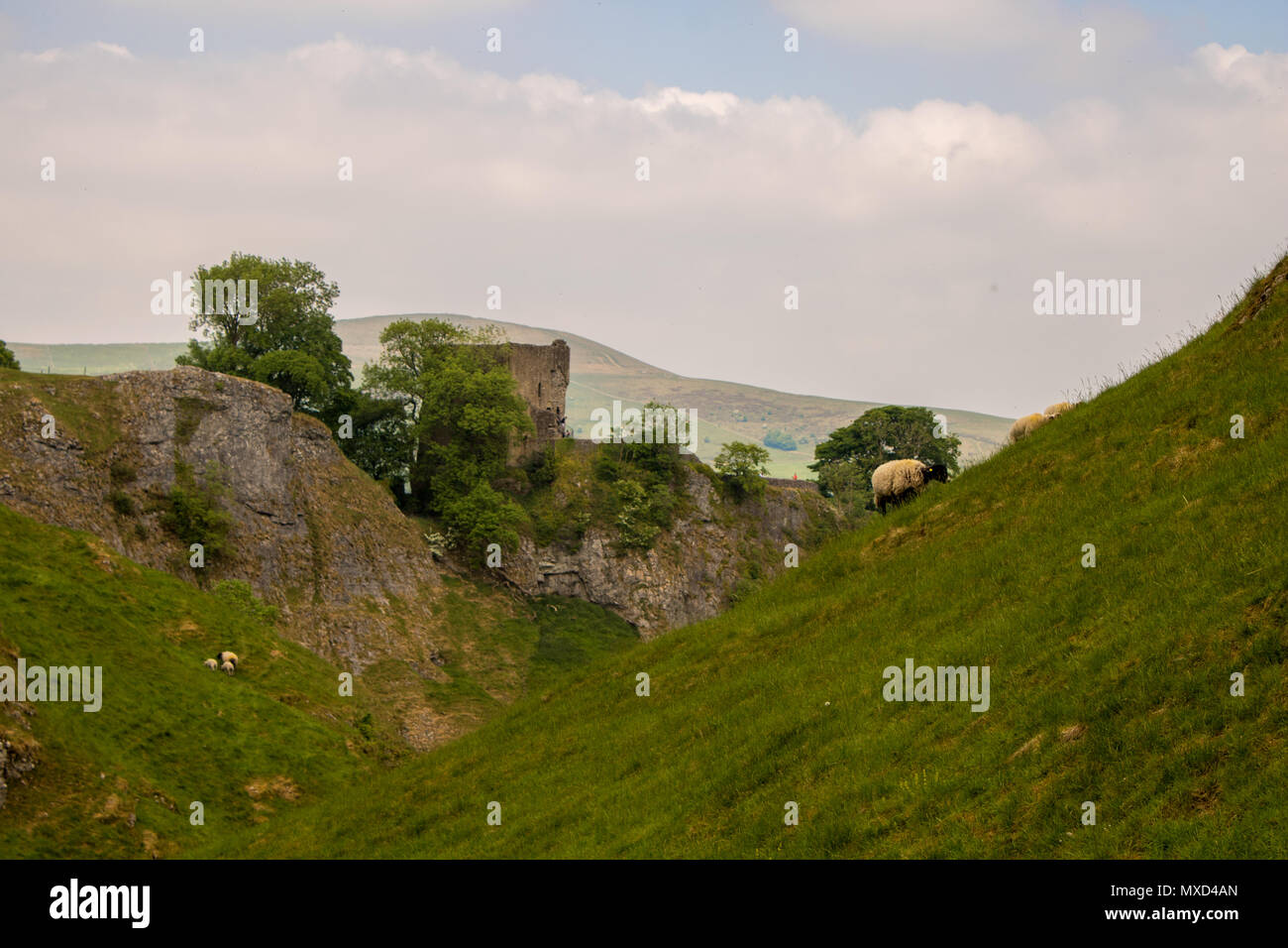 Sheep grazing in the valley beneath Peveril Castle near Castleton in the English Peak District Stock Photo