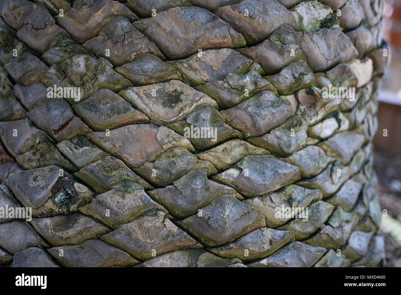 Encephalartos altensteinii bark Stock Photo