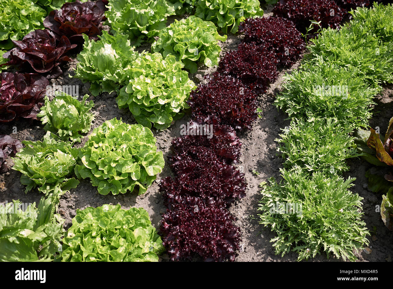 Assorted salad plants Stock Photo Alamy