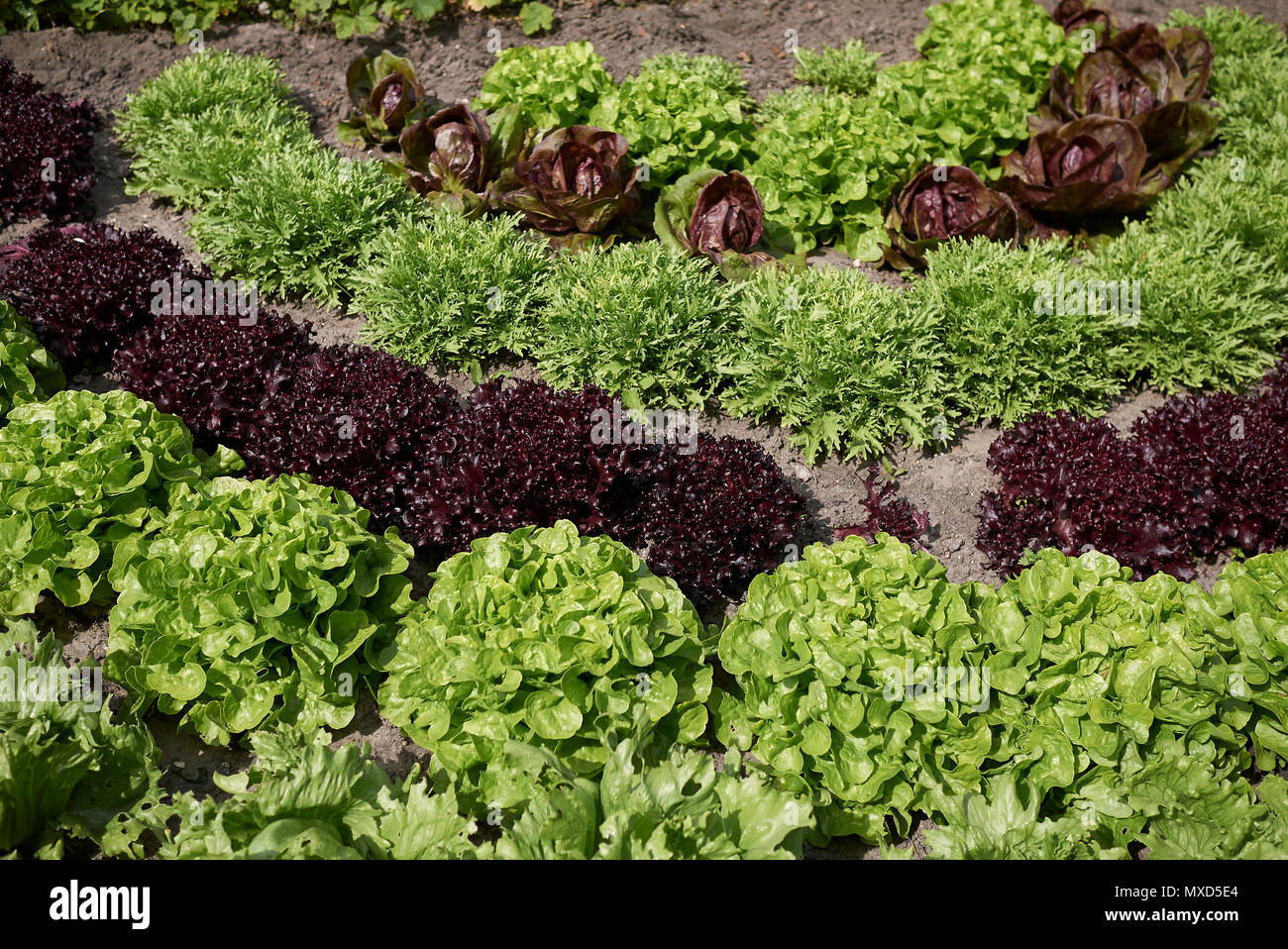 Assorted lettuce plants hi-res stock photography and images - Alamy