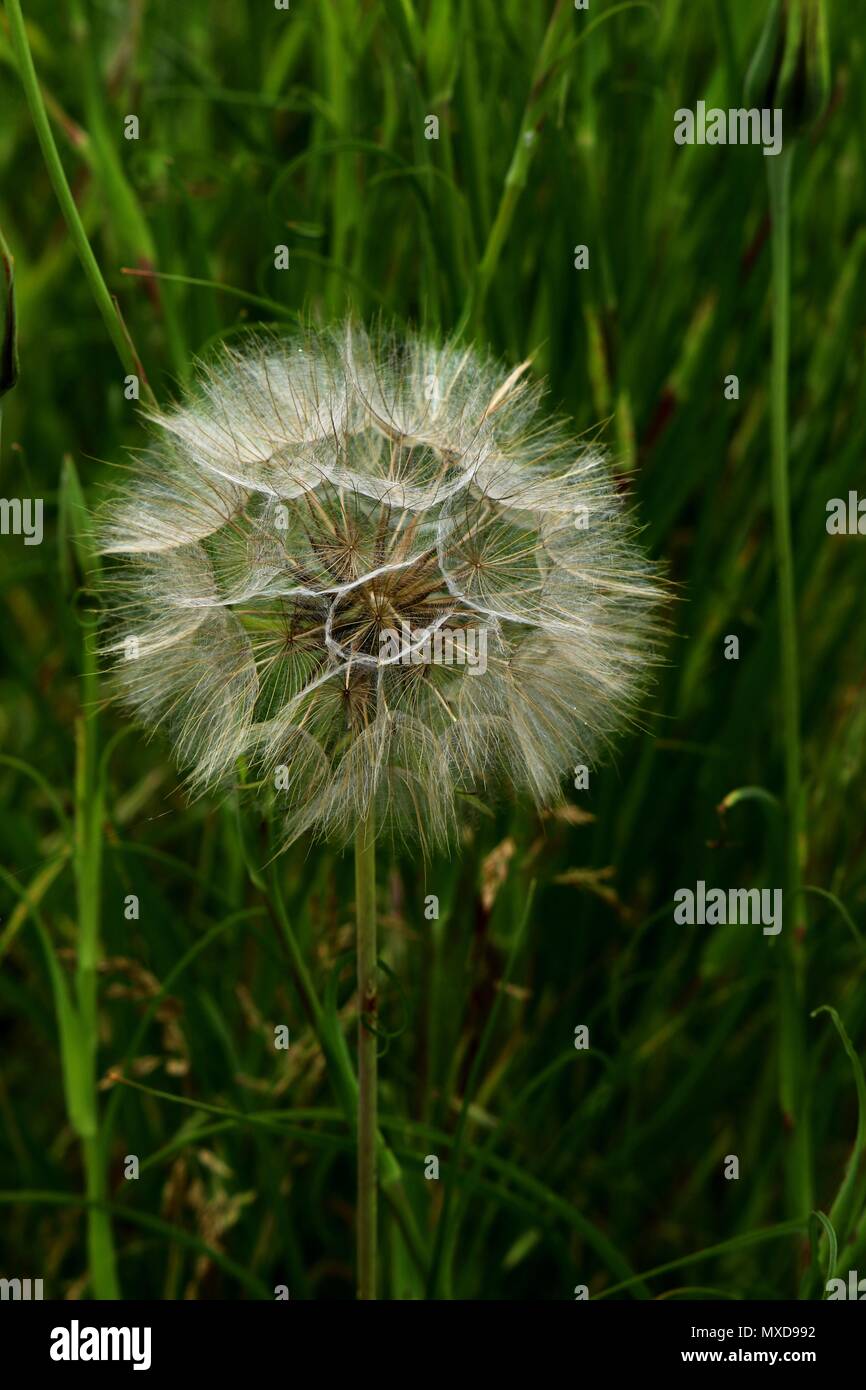 fluffy dandelion in june summer template design stock photo