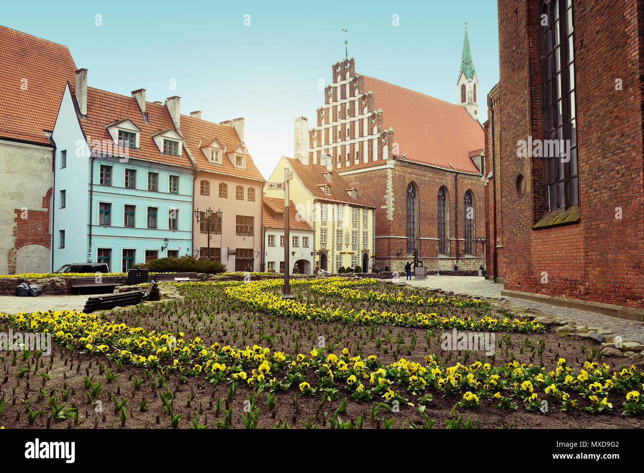 Riga, Latvia. Reformation square between St. Peter church and Skarnu iela street. Yellow blooming pansy flowers growing on flowerbed. Stock Photo
