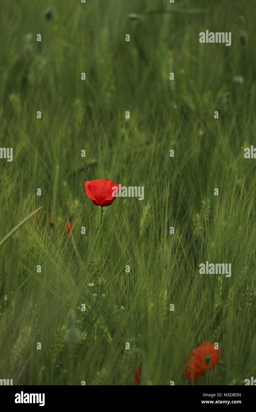 bright red poppy flower, Papaver rhoeas, in a field of corn, in the month of June in Germany Stock Photo