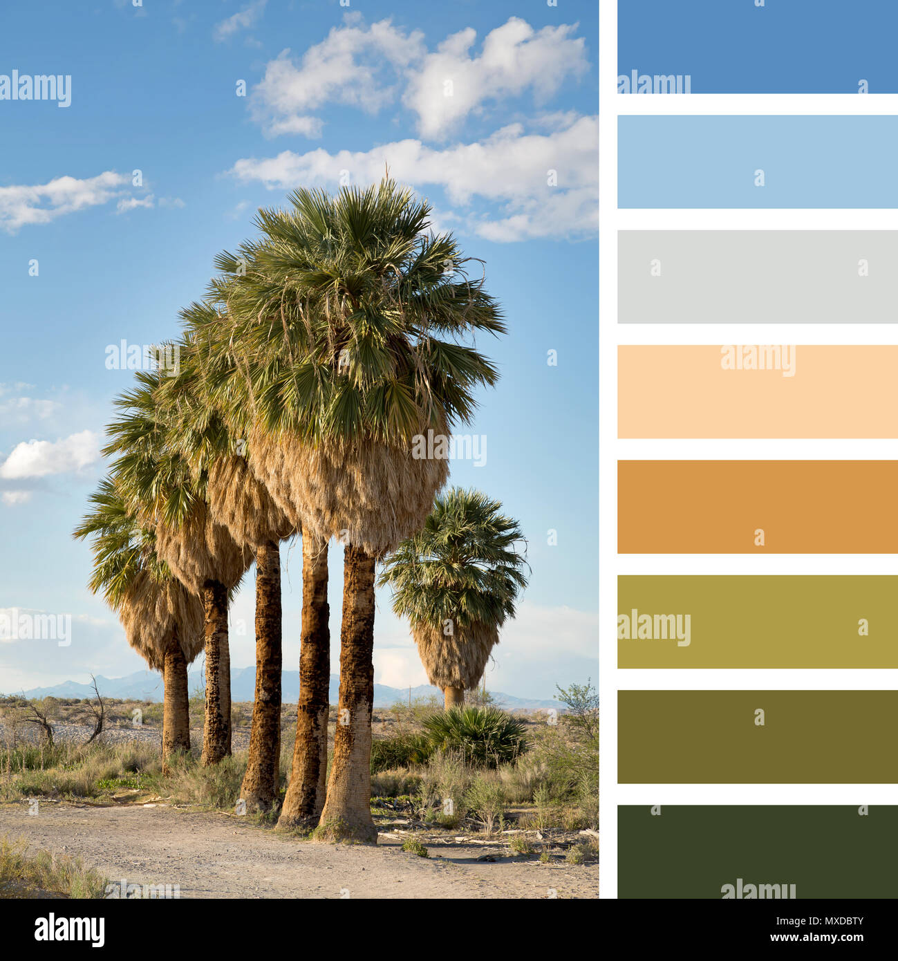 A neat row of palm trees in the Nevada desert, USA, in a colour palette with complimentary colour swatches. Stock Photo