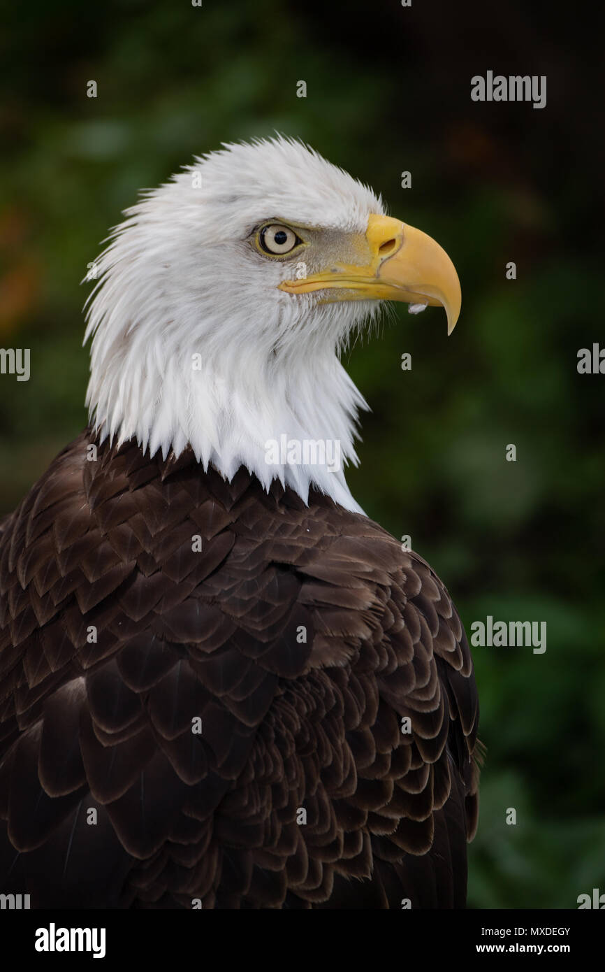 American bald eagle yellowstone national hires stock photography and