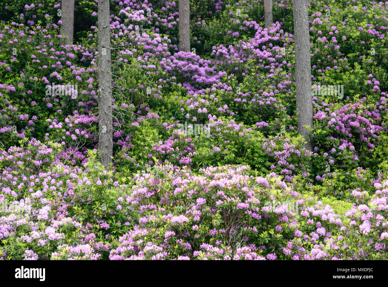 Rhododendrons and Caledonian Pine Forest, Coire Roille, Torridon, Wester Ross, Highlands of Scotland, UK. 08 June 2009 Stock Photo