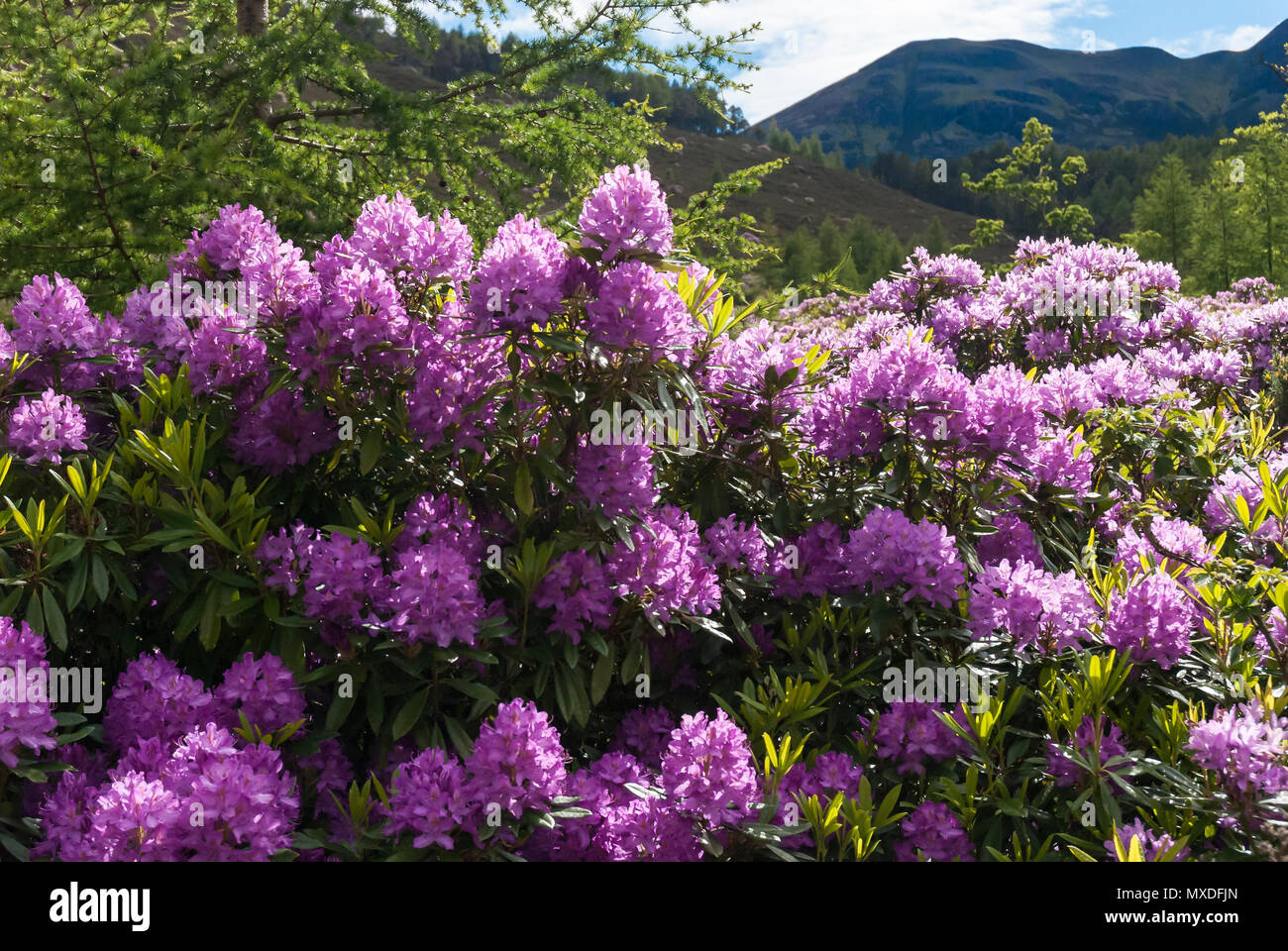 Rhododendrons and Caledonian Pine Forest, Coire Roille, Torridon, Wester Ross, Highlands of Scotland, UK. 08 June 2009 Stock Photo