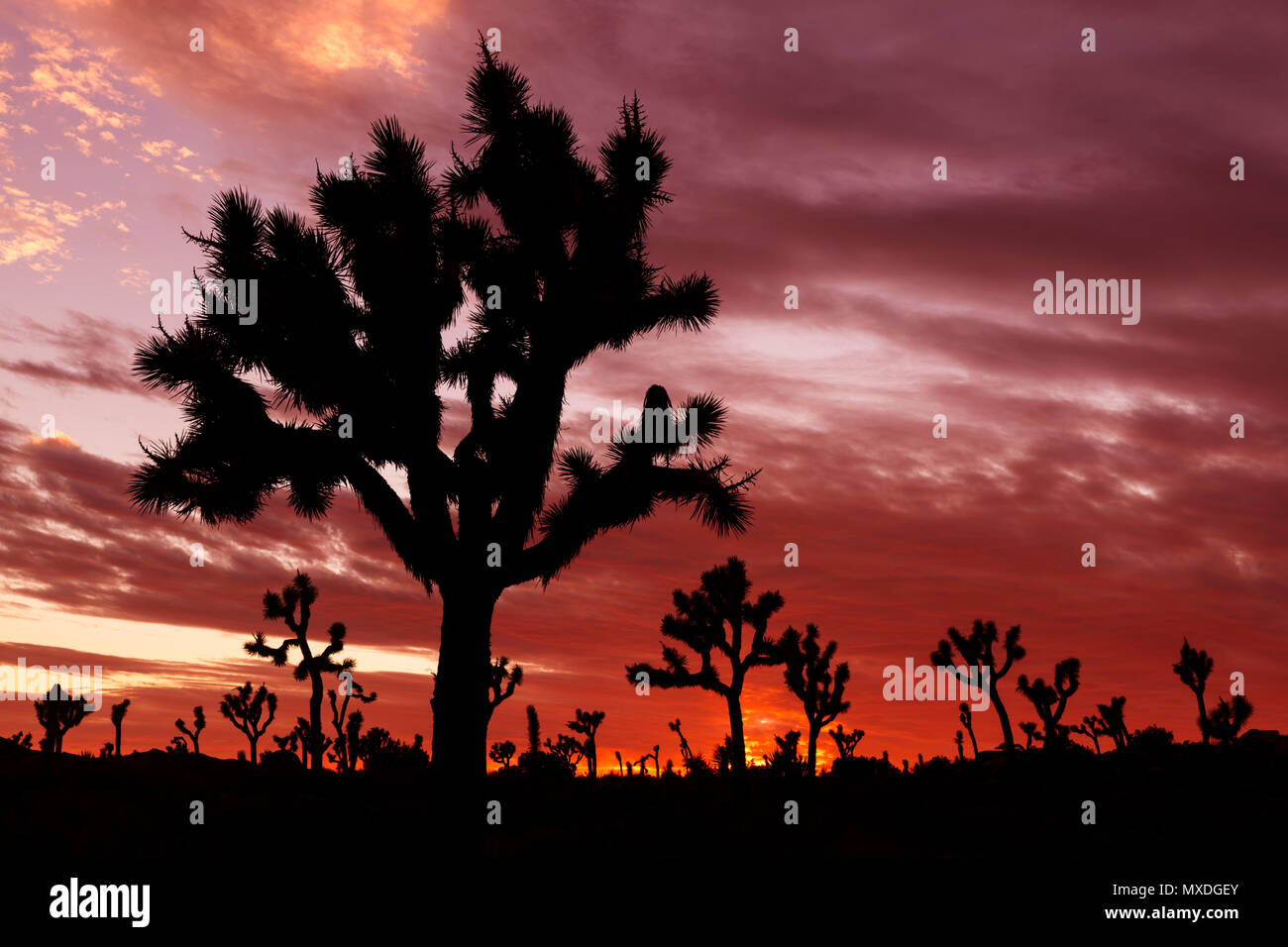Red sunset and Joshua Trees at Joshua Tree National Park in southern California, USA. Stock Photo