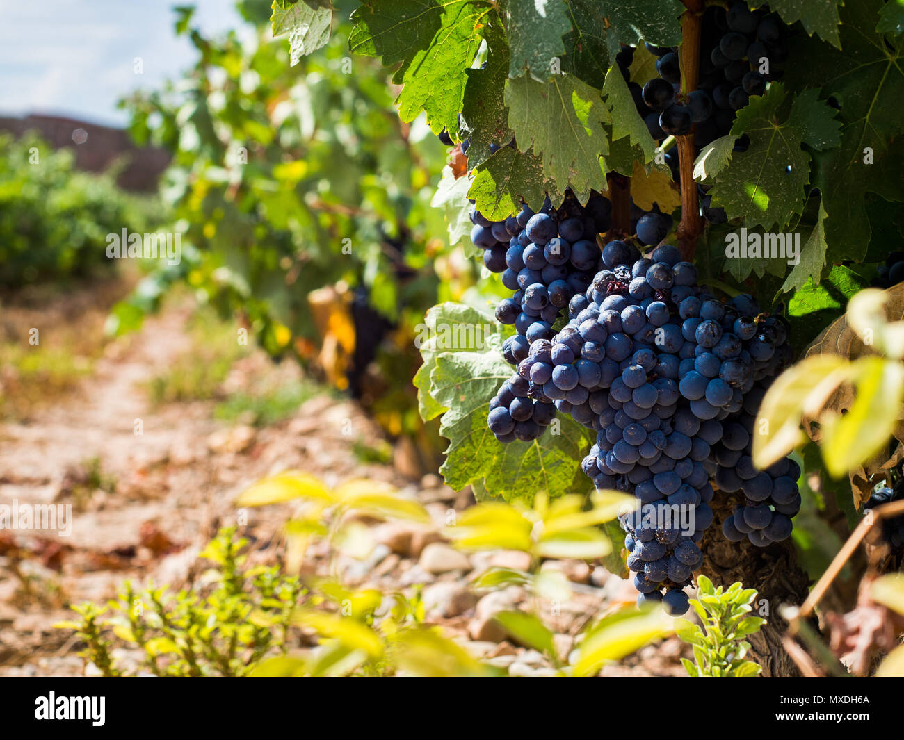 Tempranillo grapes ripening at the Bodega Marques de Murrieta, La Rioja, Spain. Stock Photo