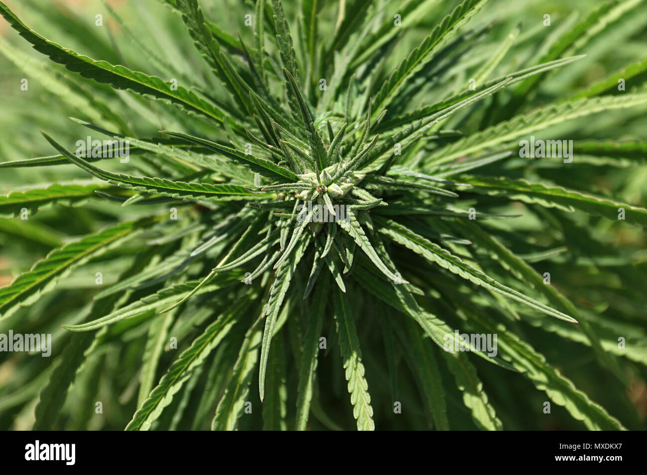 Close-up of a Cannabis Sativa plant in a field in Lebanon. Lebanon is one of the top five producers in the world even though cannabis is illegal. Stock Photo