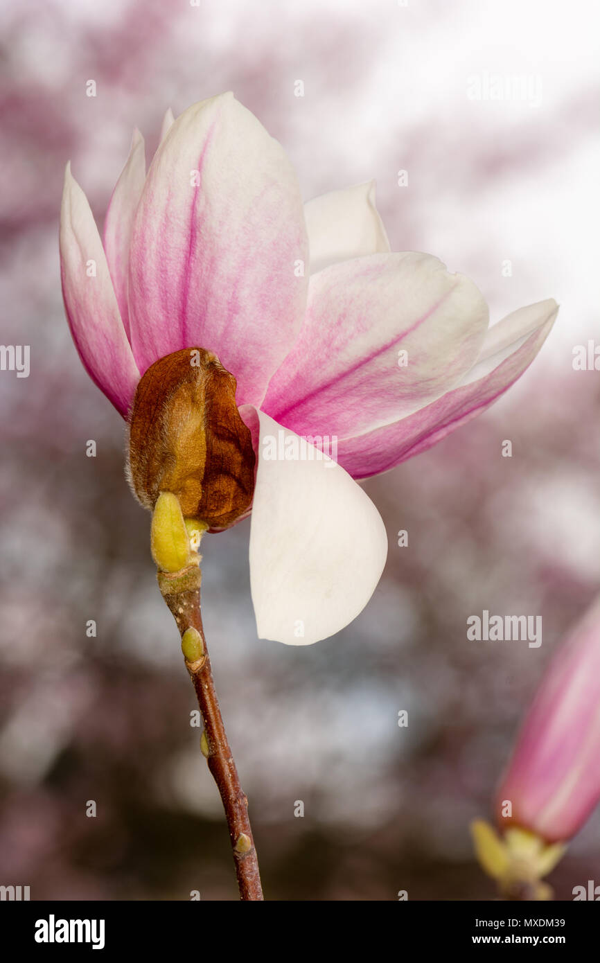 Pink blossom of a magnolia tree Stock Photo - Alamy