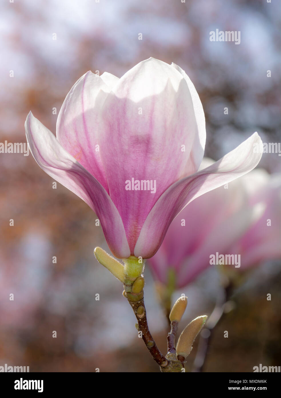 Pink blossom of a magnolia tree Stock Photo - Alamy
