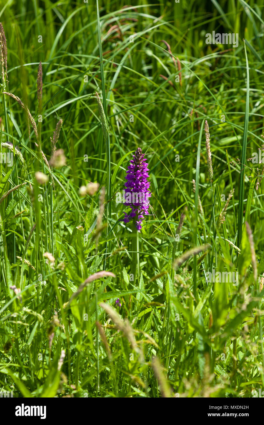 Southern Marsh Orchid (Dachtylorhiza praetermissa) in a meadow setting, London, UK, late spring. Stock Photo