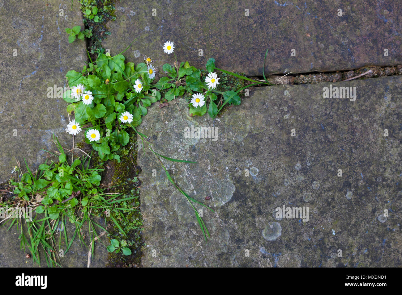 Daisies and other flora in gaps between crazy paving. Stock Photo