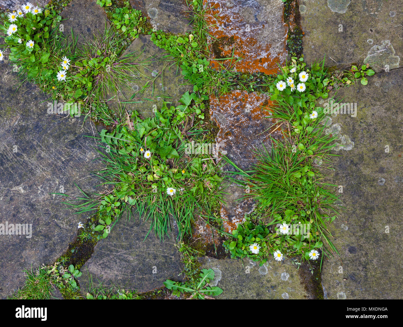 Daisies and other flora in gaps between crazy paving. Stock Photo