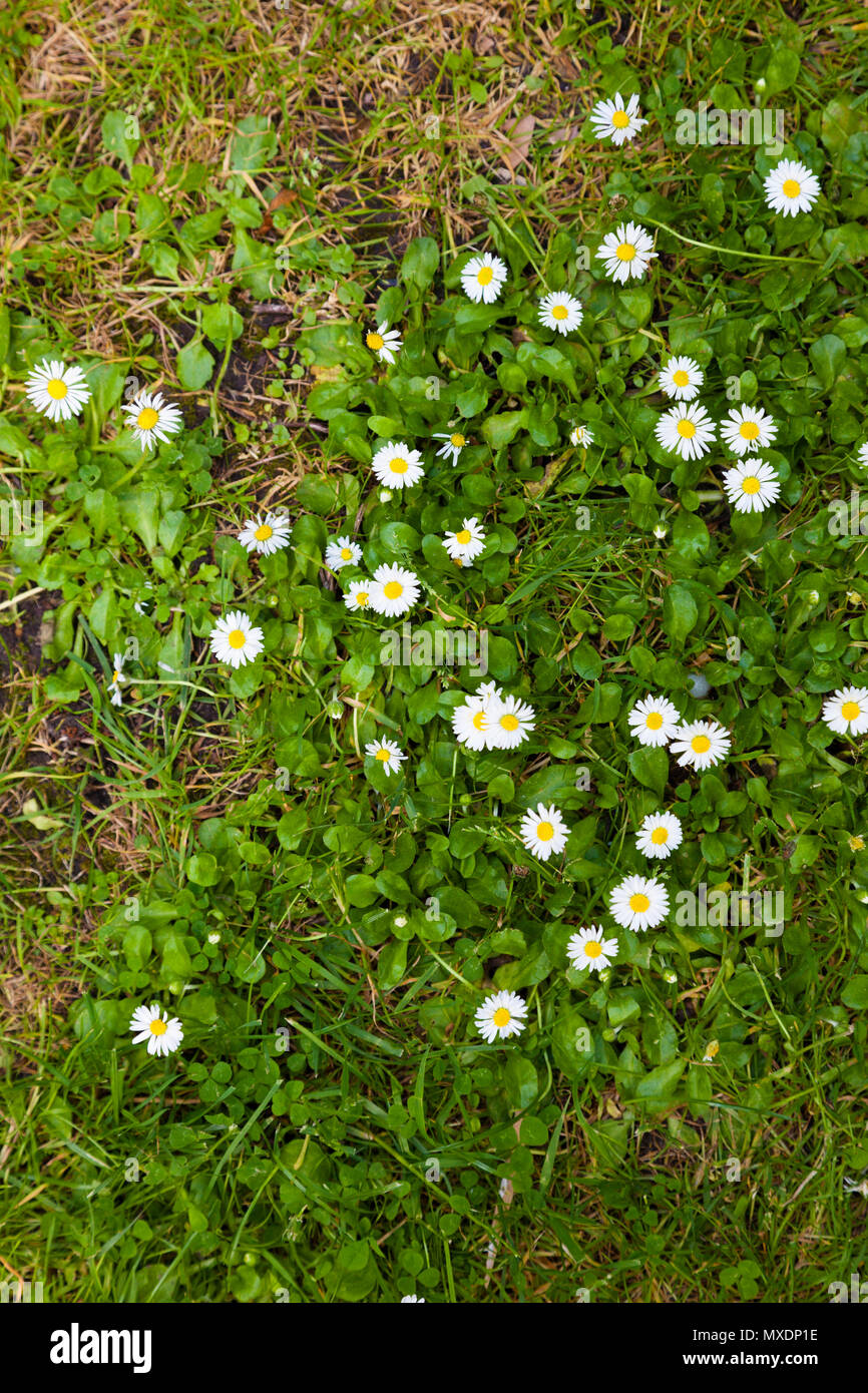 Daisies in a grass lawn Stock Photo