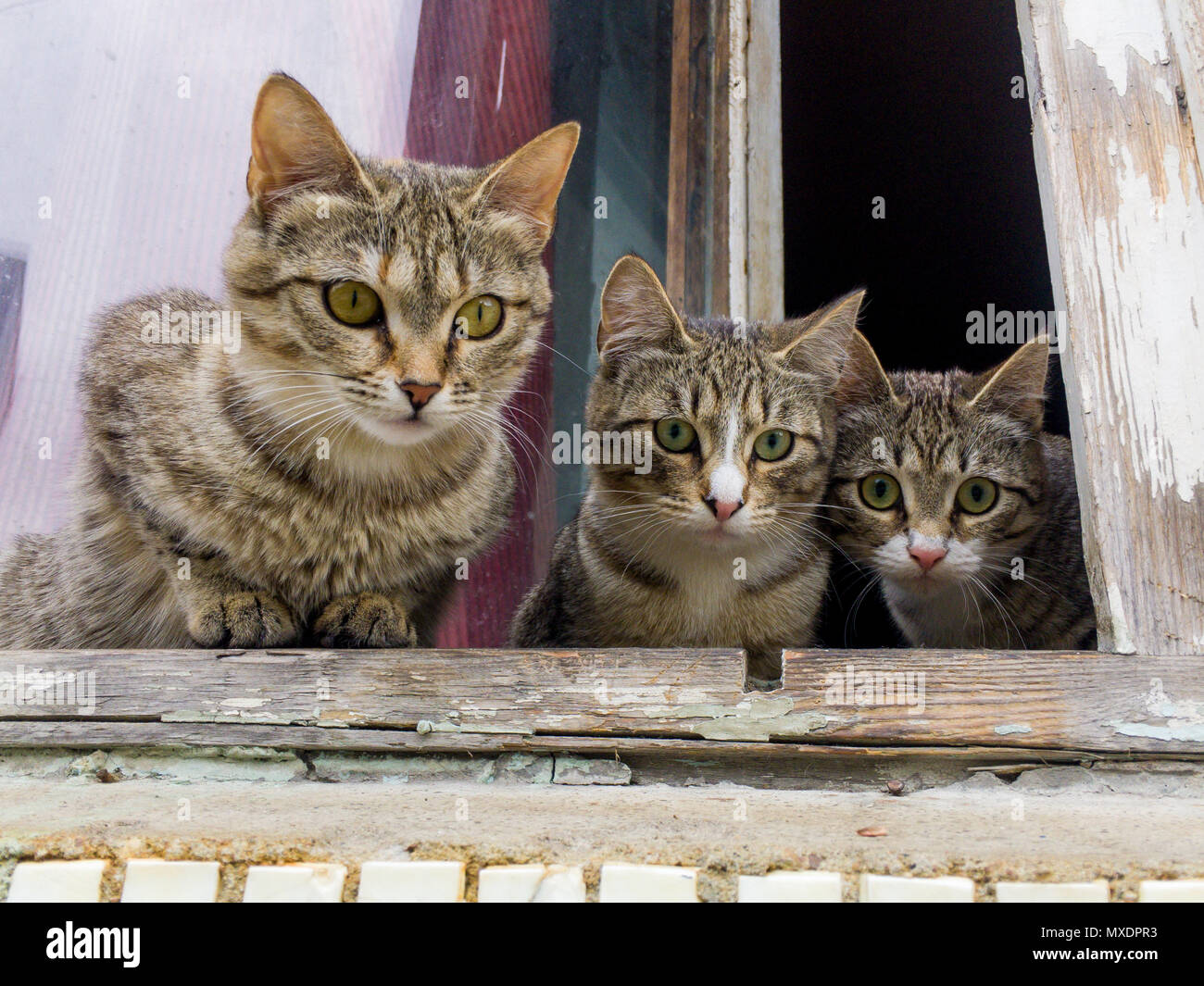 Three curious kittens sit on the window and look at the street Stock Photo