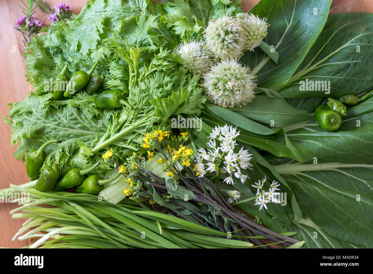 Flowering and leafy green Asian (mostly Japanese) organic vegetables. Freshly harvested and ideal for salad or stir-fry. Stock Photo