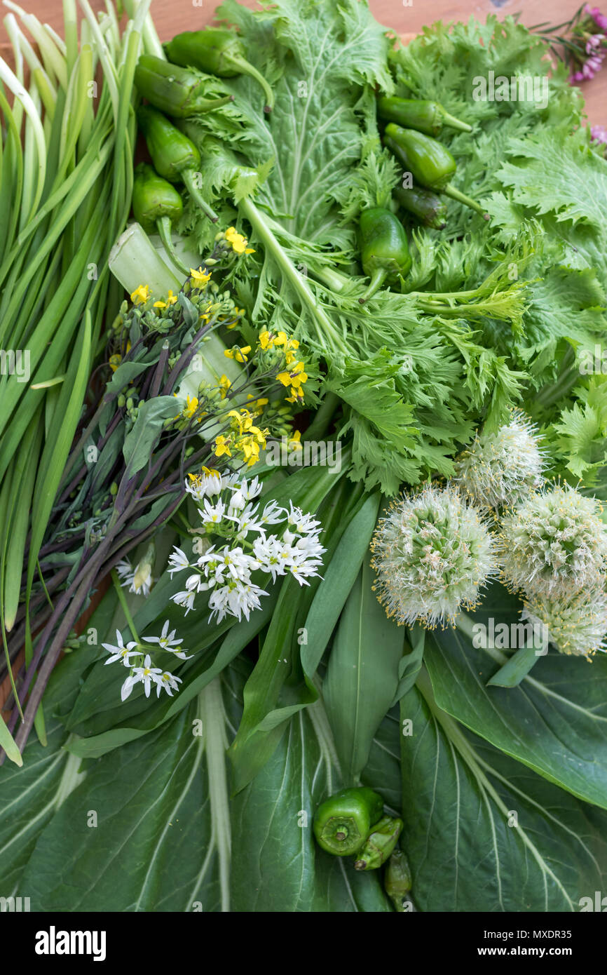 Asian green leafy vegetables hires stock photography and images Alamy