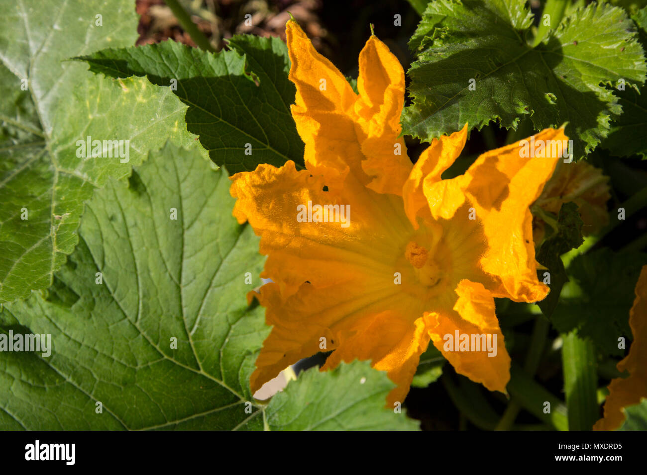 Courgette in bloom hires stock photography and images Alamy