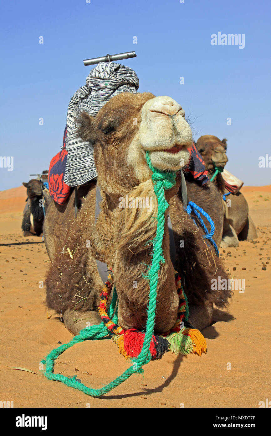 Camels saddled in preparation for taking tourists on Camel Trek in Sahara Desert, Merzouga, Morocco Stock Photo