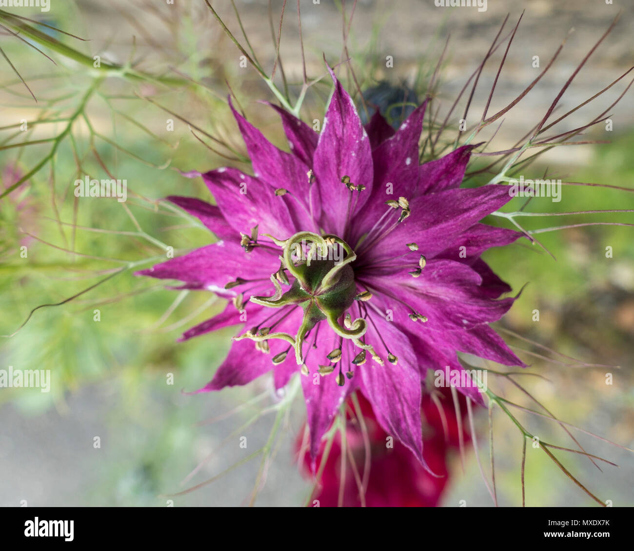 Love in a mist Mulberry rose Stock Photo Alamy