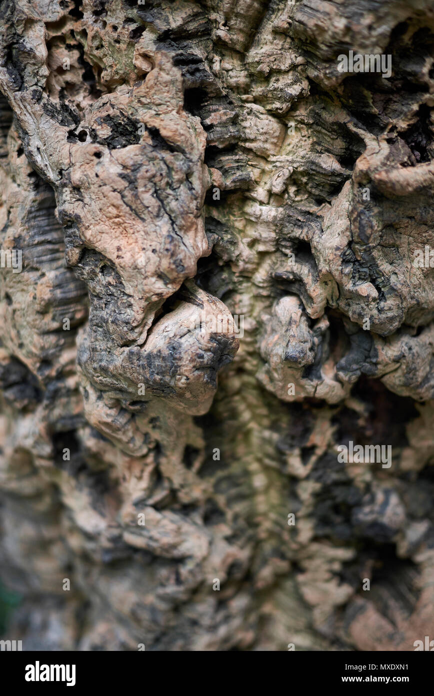 Cork oak bark Stock Photo Alamy