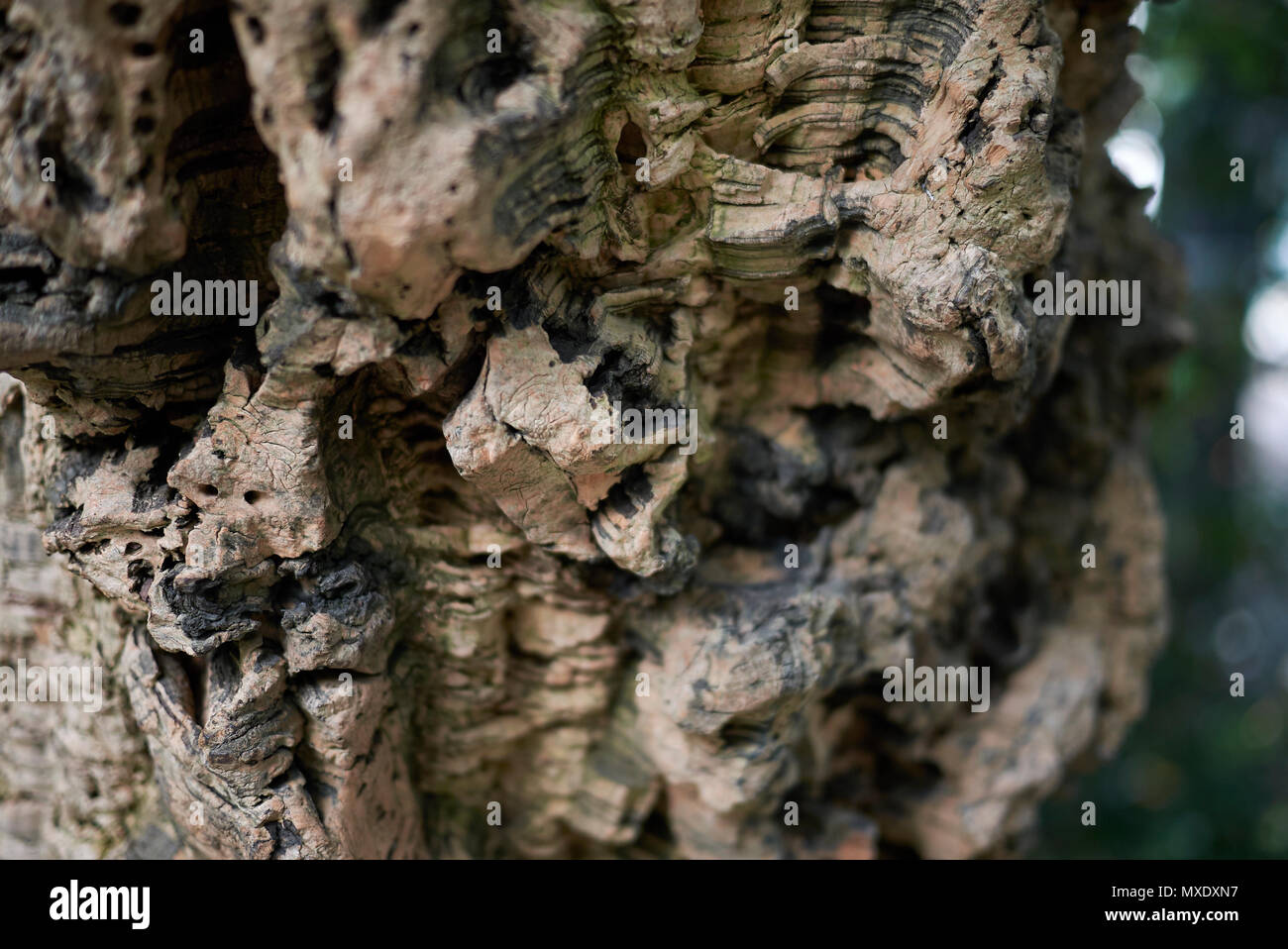Cork oak bark Stock Photo Alamy