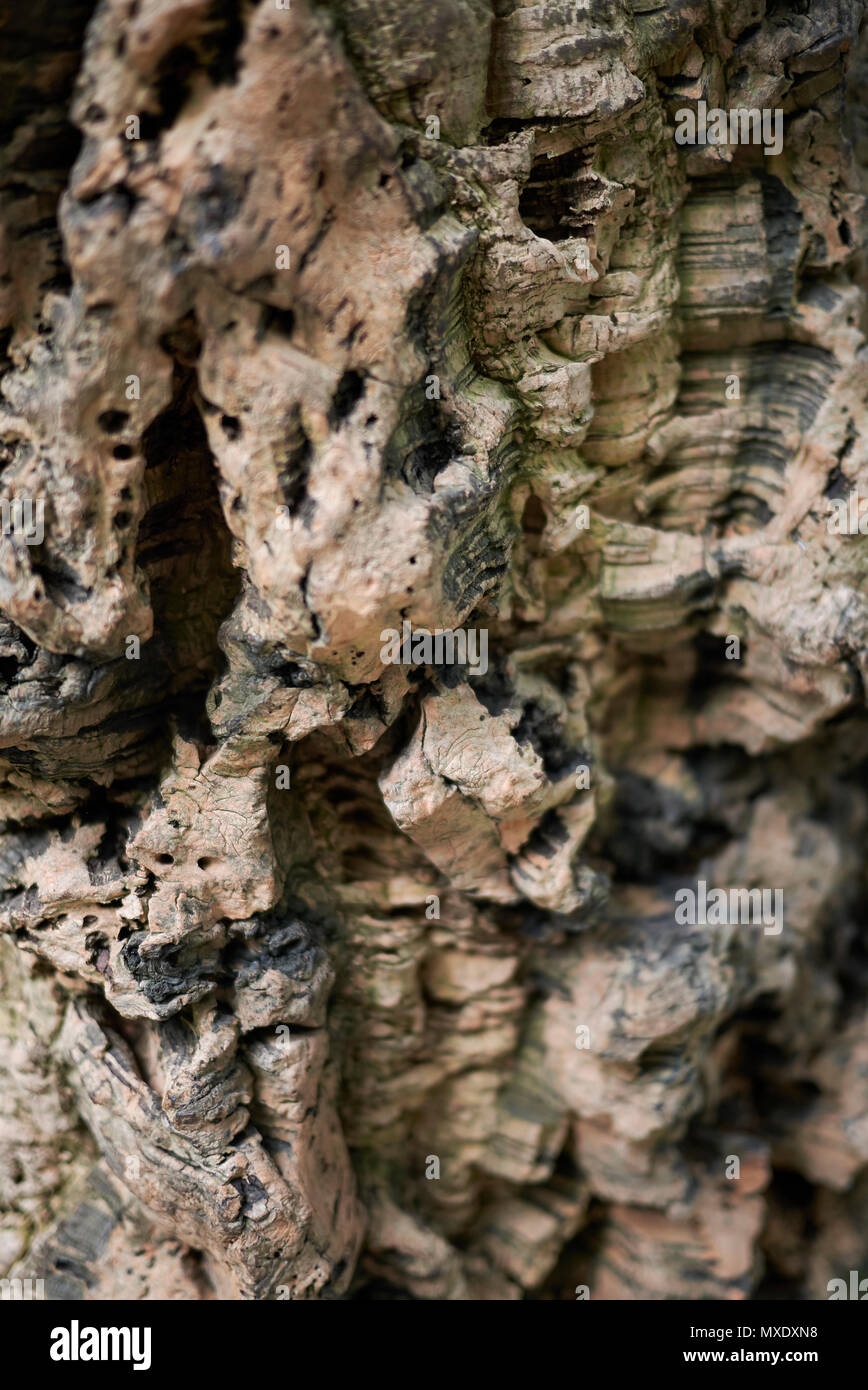 Cork oak bark Stock Photo Alamy