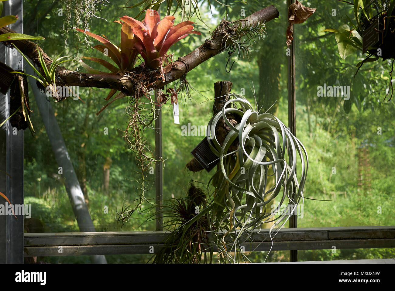 Tillandsia plants on a window Stock Photo