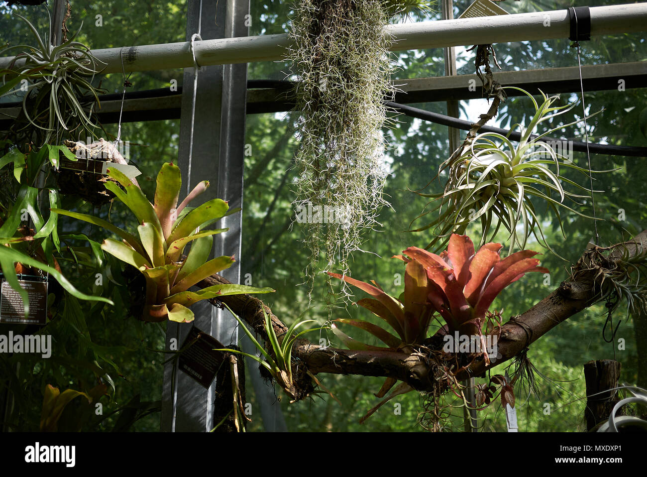 Air plants terrarium hi-res stock photography and images - Alamy